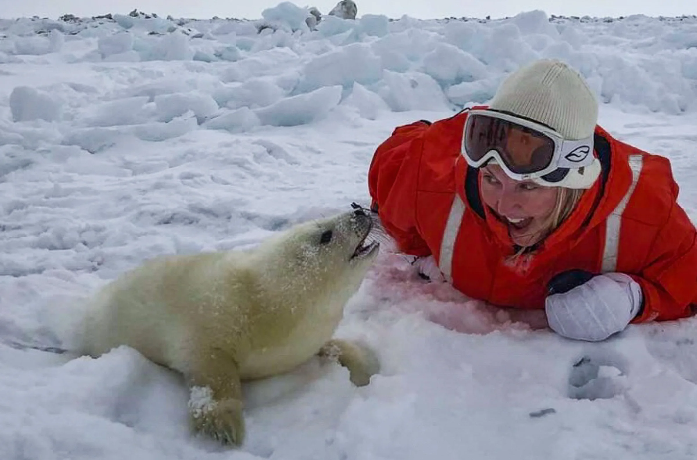 Seal-Tourism: On Canadian Ice With The Baby Harps — JONAA, Journal